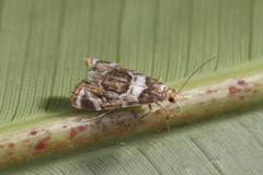 Acentropinae
