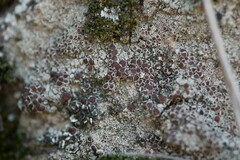 Lecanora campestris
