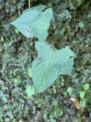 Persicaria biconvexa