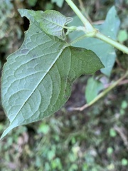 Persicaria biconvexa