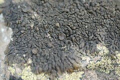 Xanthoparmelia pulla