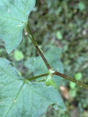 Persicaria biconvexa