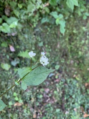 Persicaria biconvexa