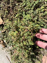 Euphorbia serpens