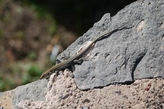 Gallotia galloti