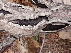 Biscogniauxia mediterranea