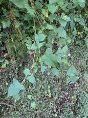 Persicaria biconvexa