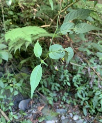 Solanum pittosporifolium