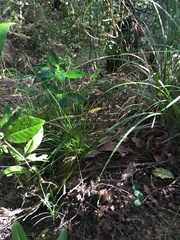 Melicytus ramiflorus