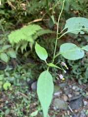 Solanum pittosporifolium