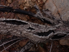 Biscogniauxia mediterranea
