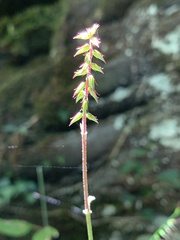 Achyranthes japonica