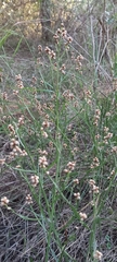 Baccharis articulata