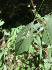 Achyranthes japonica