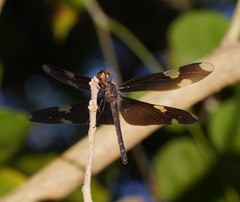 Rhyothemis princeps