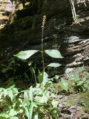 Achyranthes japonica