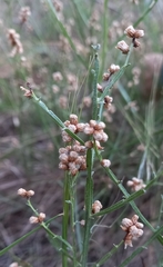 Baccharis articulata