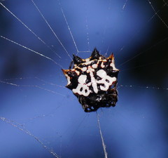 Gasteracantha sacerdotalis