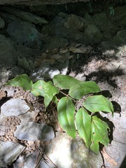 Cyrtomium caryotideum