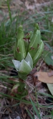 Chloraea membranacea