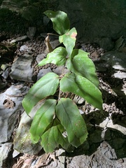 Cyrtomium caryotideum