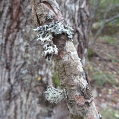 Hypogymnia tubulosa