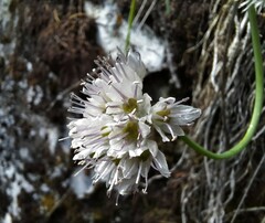 Allium prostratum
