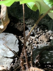 Cyrtomium caryotideum