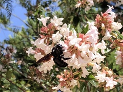 Xylocopa violacea