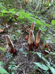 Balanophora laxiflora