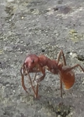 Polyergus rufescens