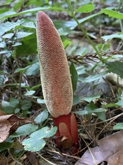 Balanophora laxiflora