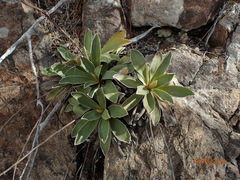 Celmisia hieraciifolia