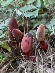 Balanophora laxiflora