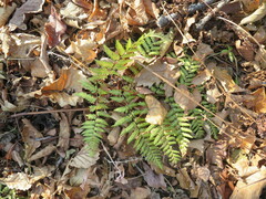 Dryopteris goeringiana