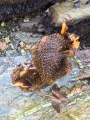 Saccorhiza polyschides