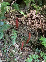 Balanophora laxiflora
