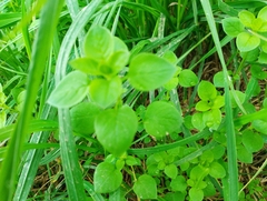 Caryophyllaceae