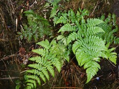Dryopteris dilatata