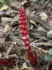 Balanophora laxiflora