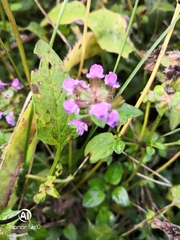 Prunella vulgaris