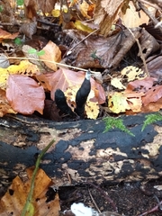 Xylaria polymorpha
