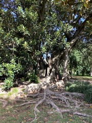 Ficus macrophylla