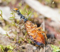 Myrmecia mandibularis