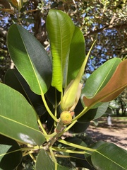 Ficus macrophylla