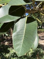 Ficus macrophylla