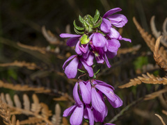 Tetratheca pilosa