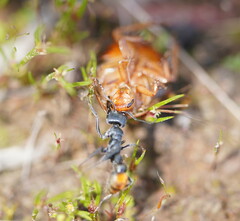 Myrmecia mandibularis