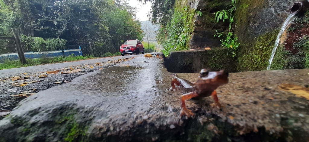 French Cave Salamander