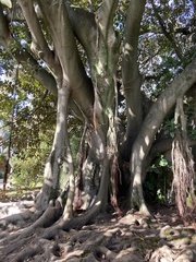Ficus macrophylla